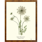 Queen Anne's Lace-Burlewood-Sea Green Designs