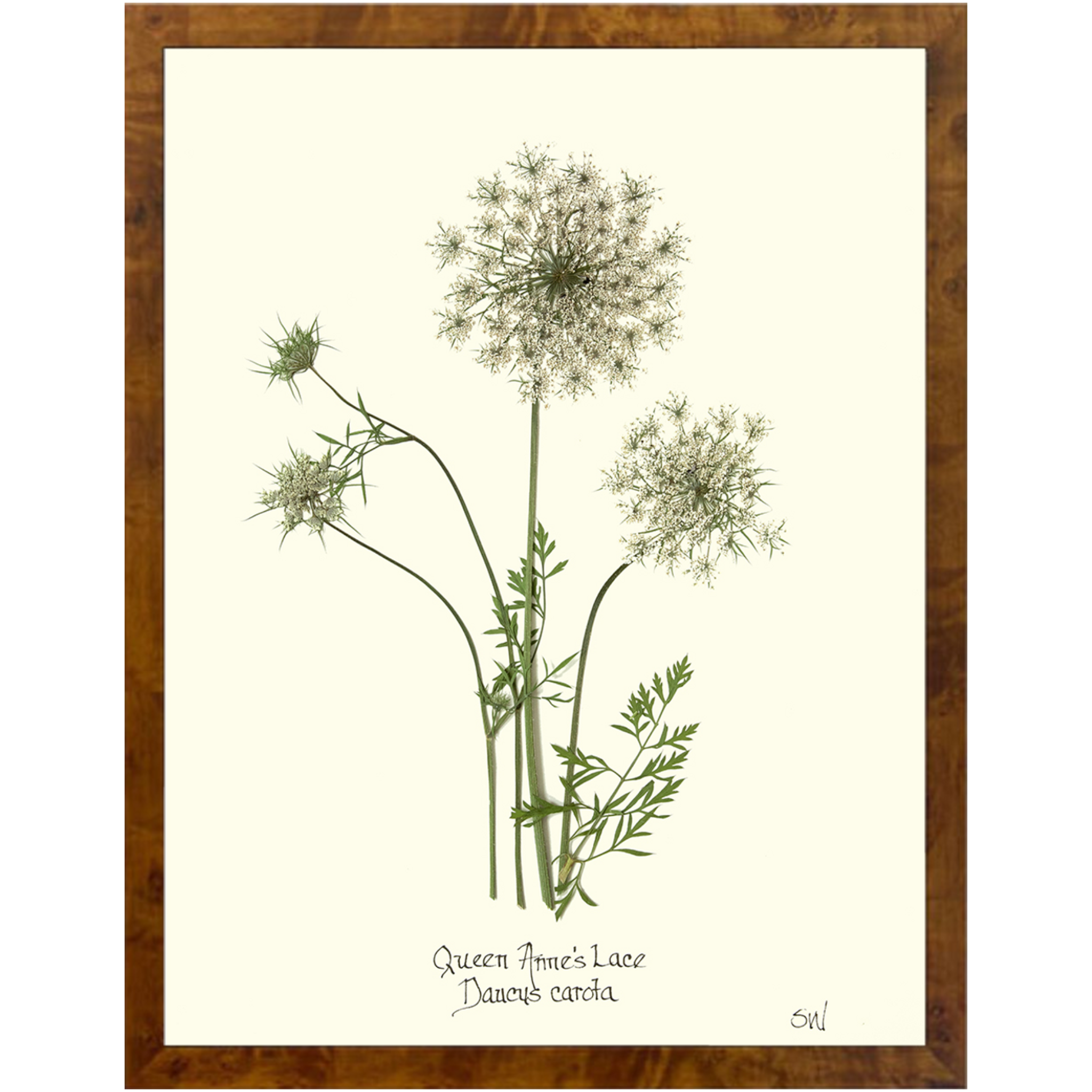 Queen Anne's Lace-Burlewood-Sea Green Designs