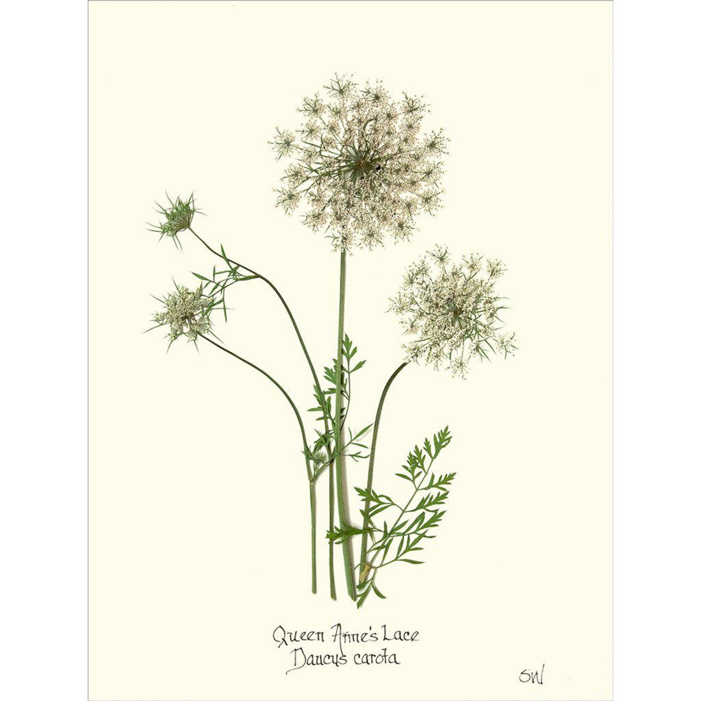 Queen Anne's Lace-Sea Green Designs