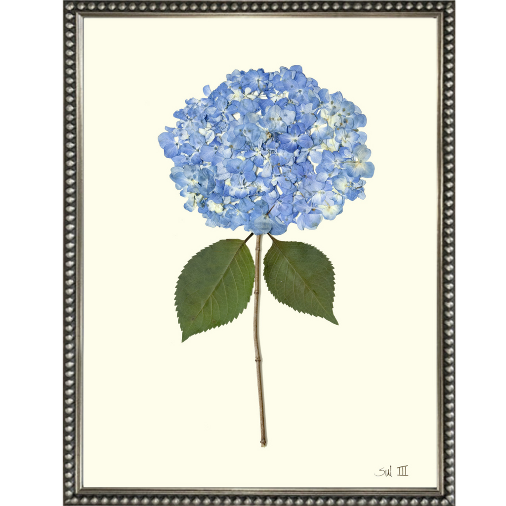 Hydrangea III - Sea Green Designs