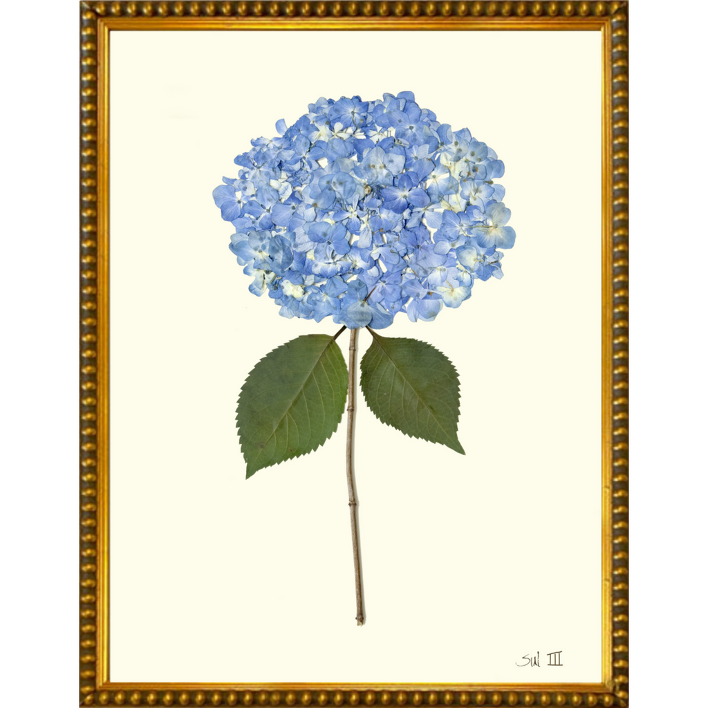 Hydrangea III - Sea Green Designs
