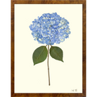 Hydrangea III - Sea Green Designs
