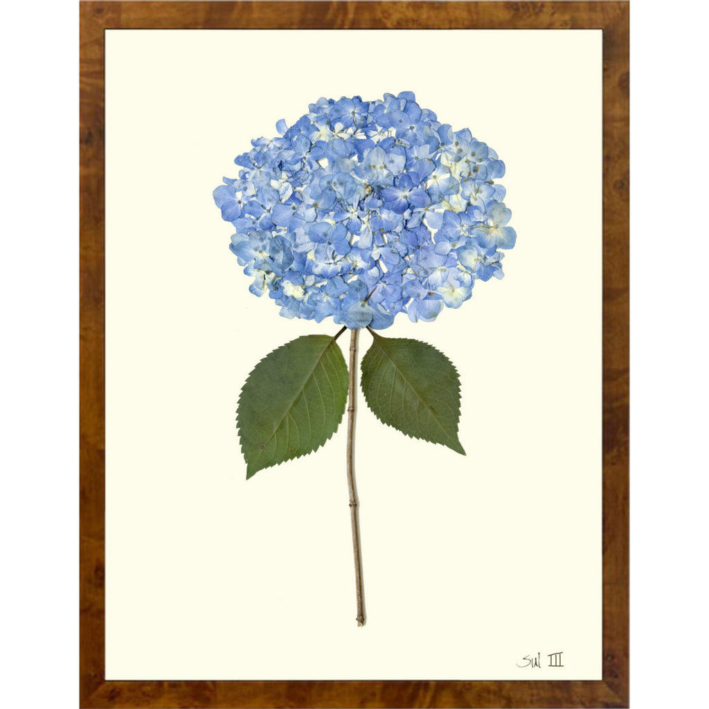 Hydrangea III - Sea Green Designs