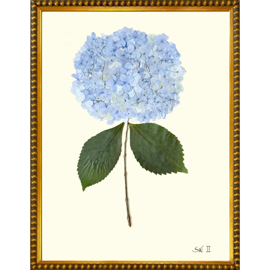 Hydrangea II - Sea Green Designs