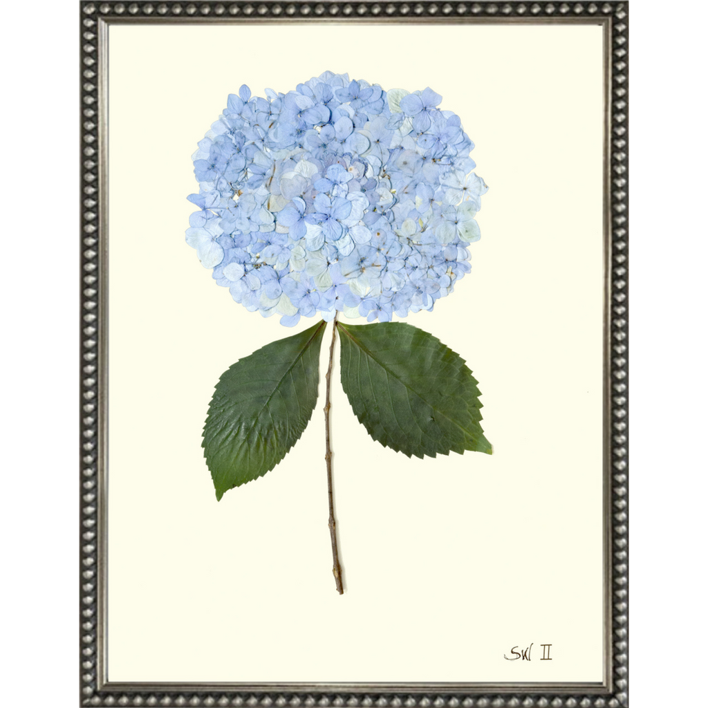 Hydrangea II - Sea Green Designs