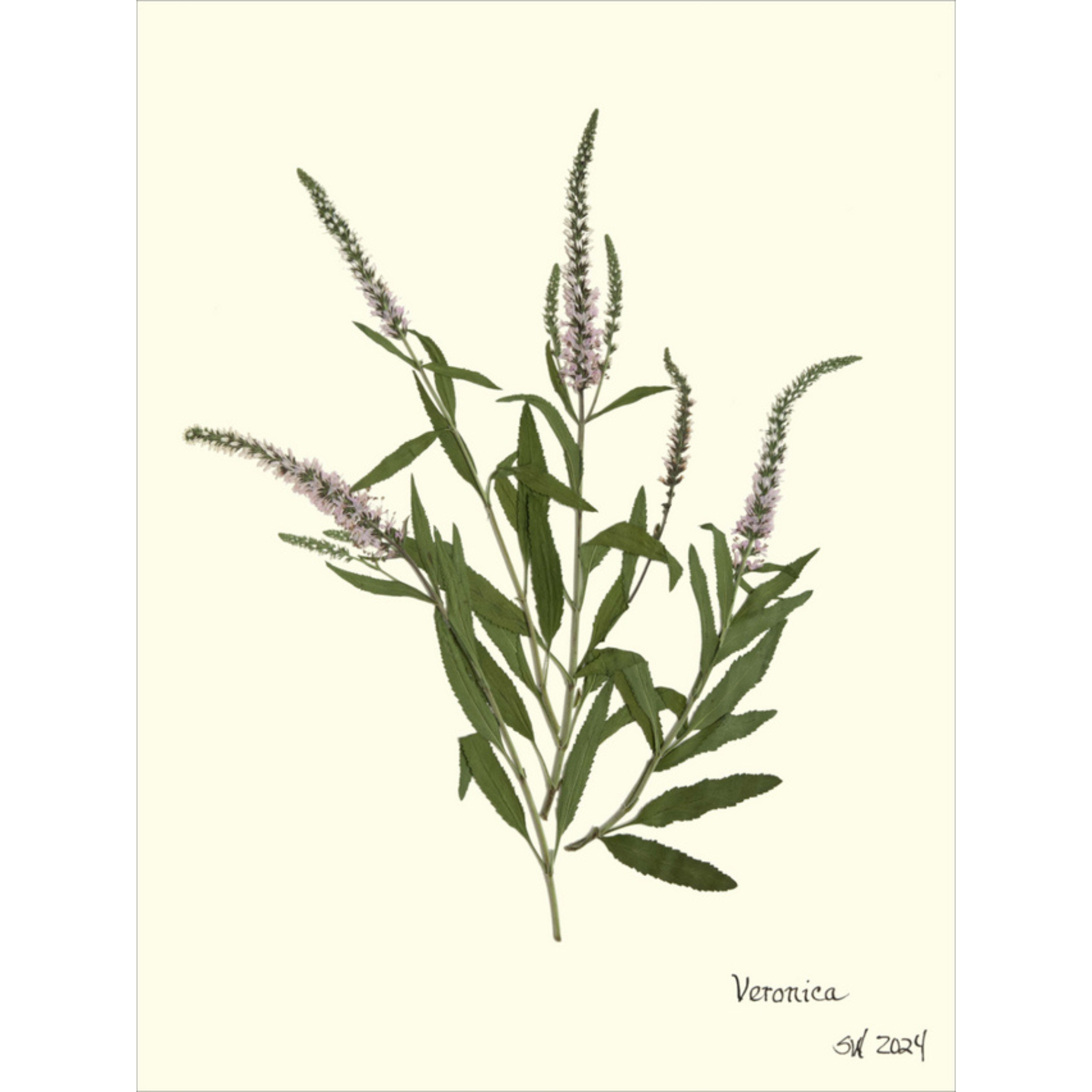 Veronica-Sea Green Designs