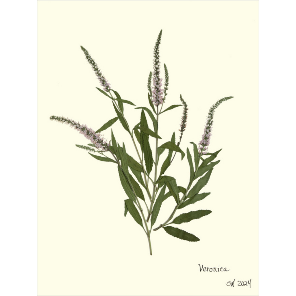 Veronica-Sea Green Designs