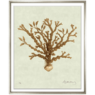 Albertus Coral Collection - Sea Green Designs
