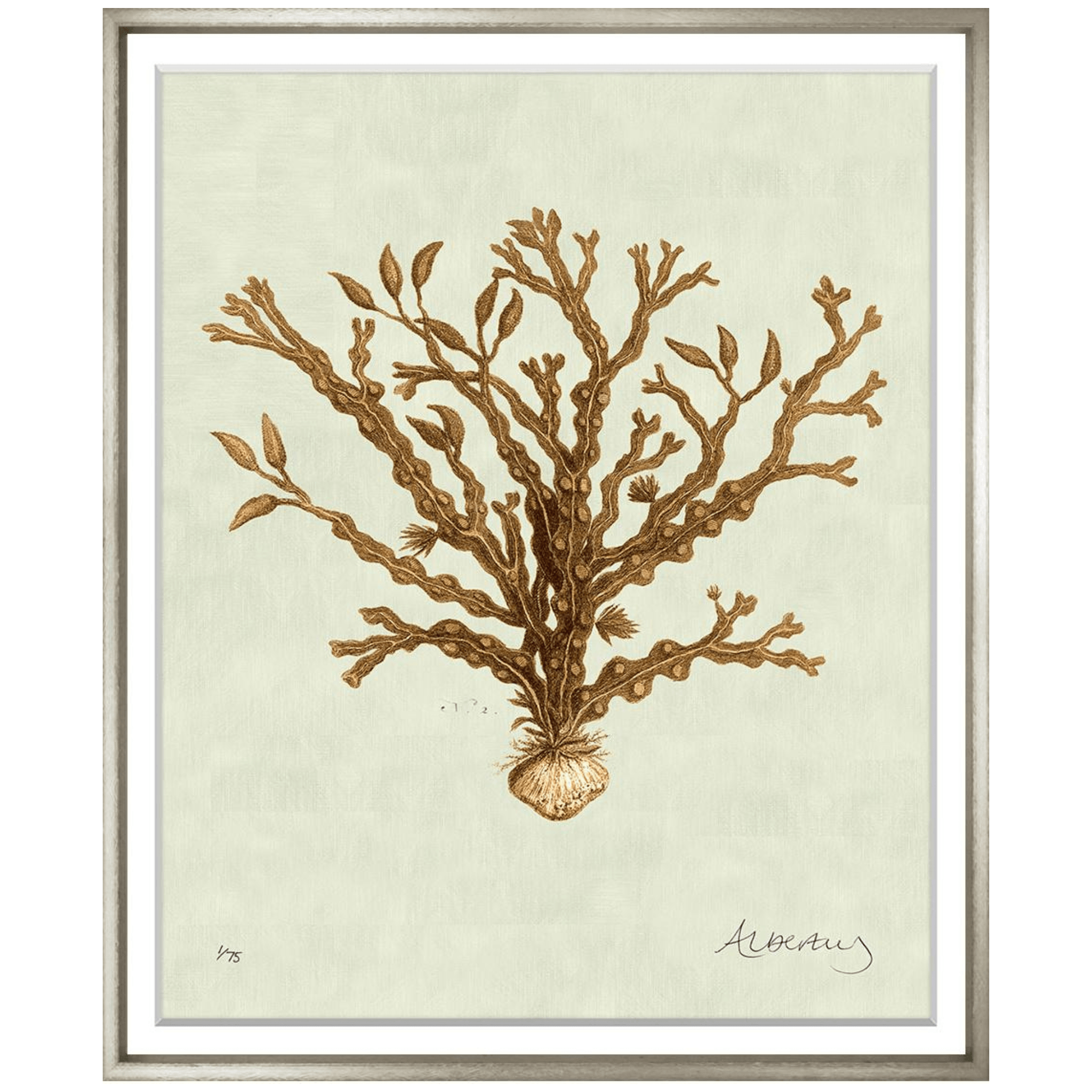 Albertus Coral Collection - Sea Green Designs