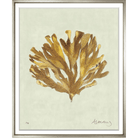 Albertus Coral Collection - Sea Green Designs