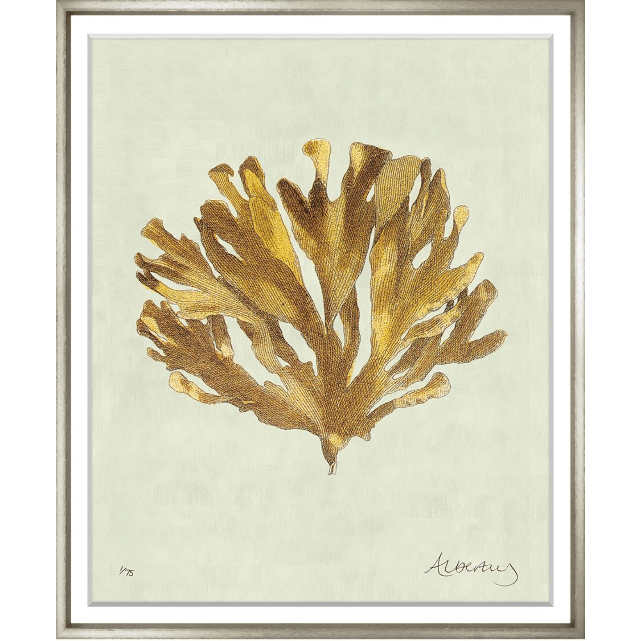 Albertus Coral Collection - Sea Green Designs