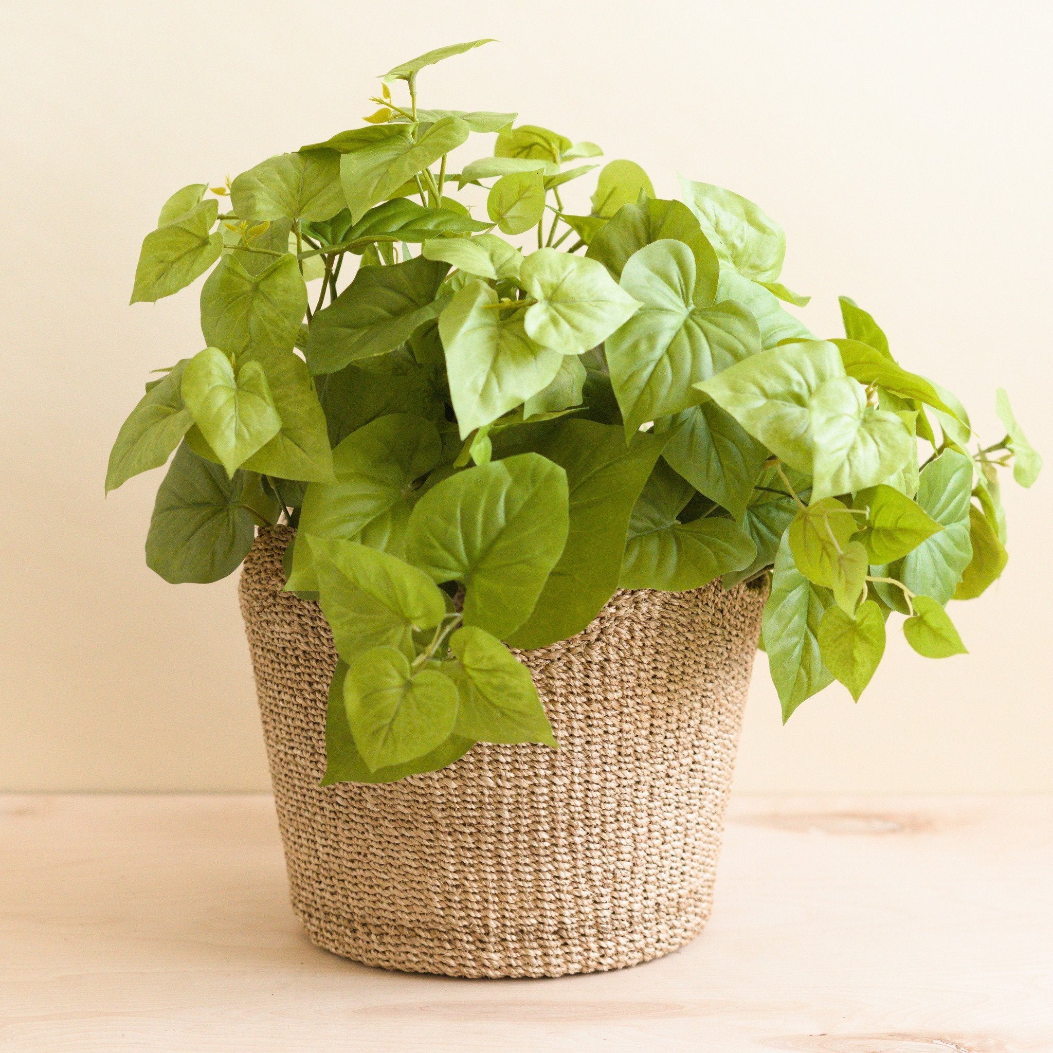 Natural Scallop Basket - Sea Green Designs