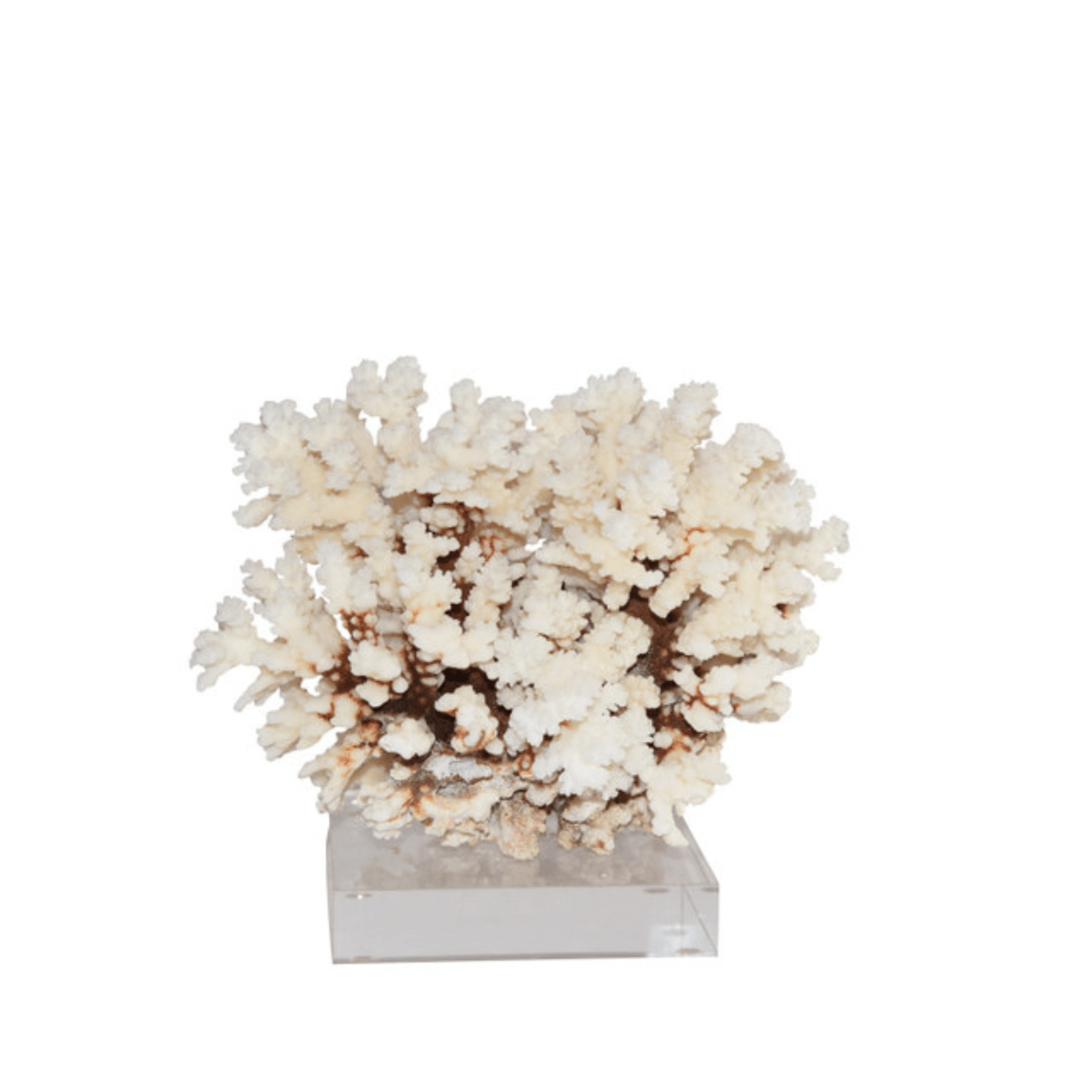 Brownstem Coral - Sea Green Designs