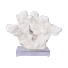 Cats Paw Coral - Sea Green Designs