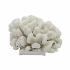 Cauliflower Coral On Acrylic Base - Sea Green Designs