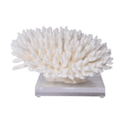 Elkhorn Pacific Coral - Sea Green Designs