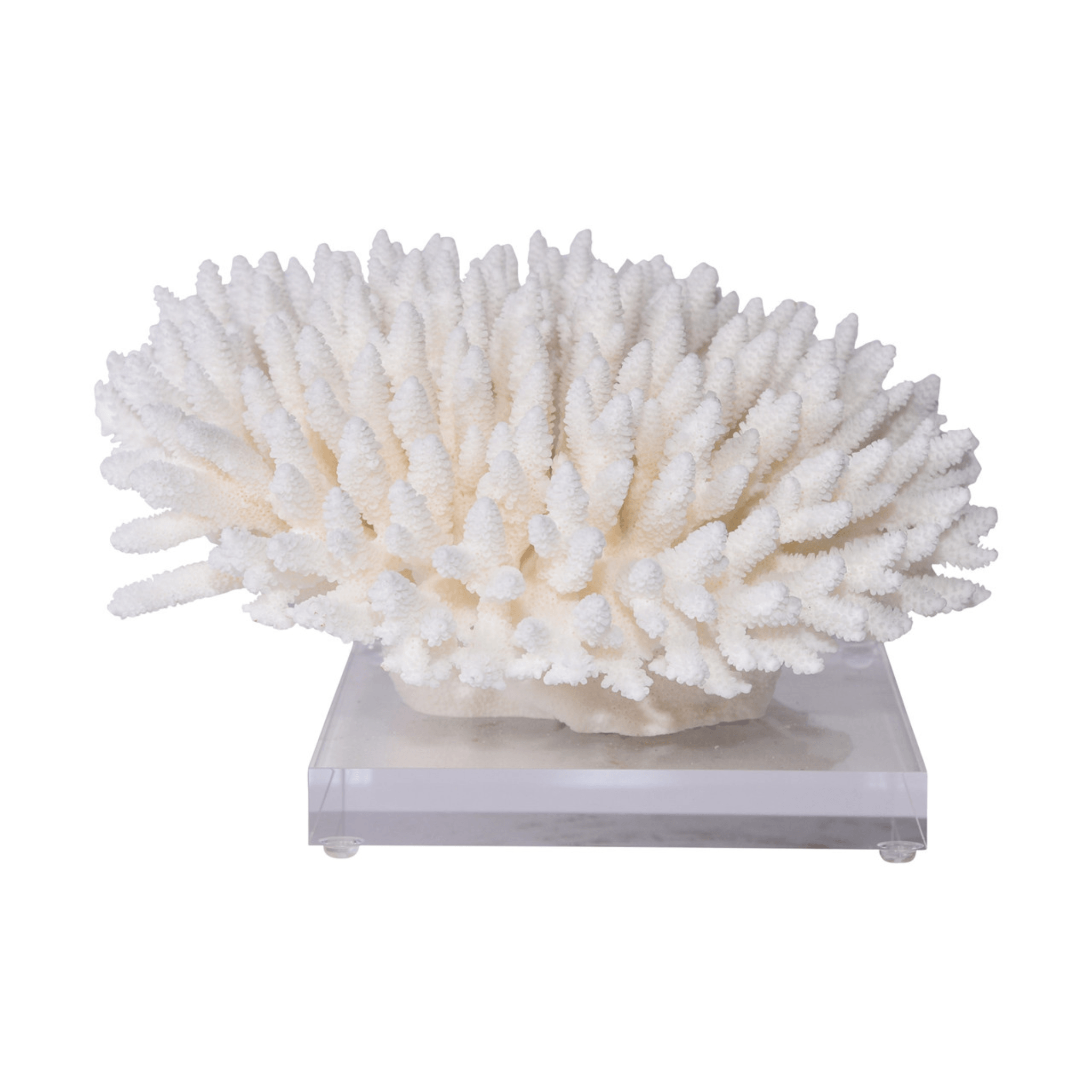 Elkhorn Pacific Coral - Sea Green Designs