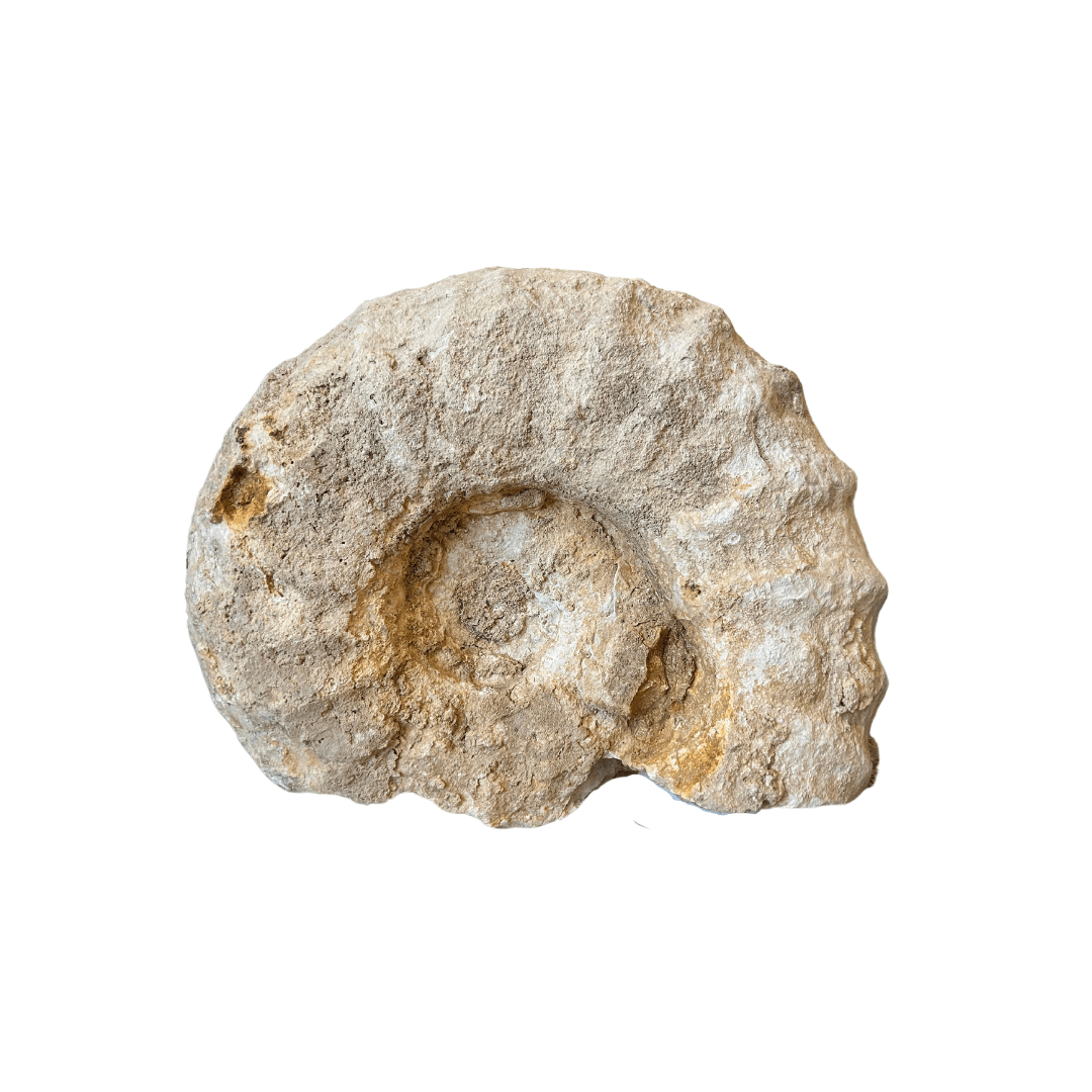 Fossilized Ammonite - Sea Green Designs