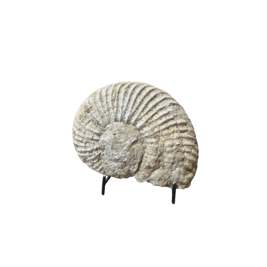 Fossilized Ammonite - Sea Green Designs