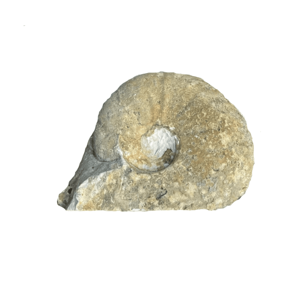 Fossilized Ammonite - Sea Green Designs