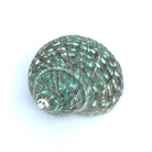 Polished Jade Turbo Shell - Turbo Burgessi - Sea Green Designs