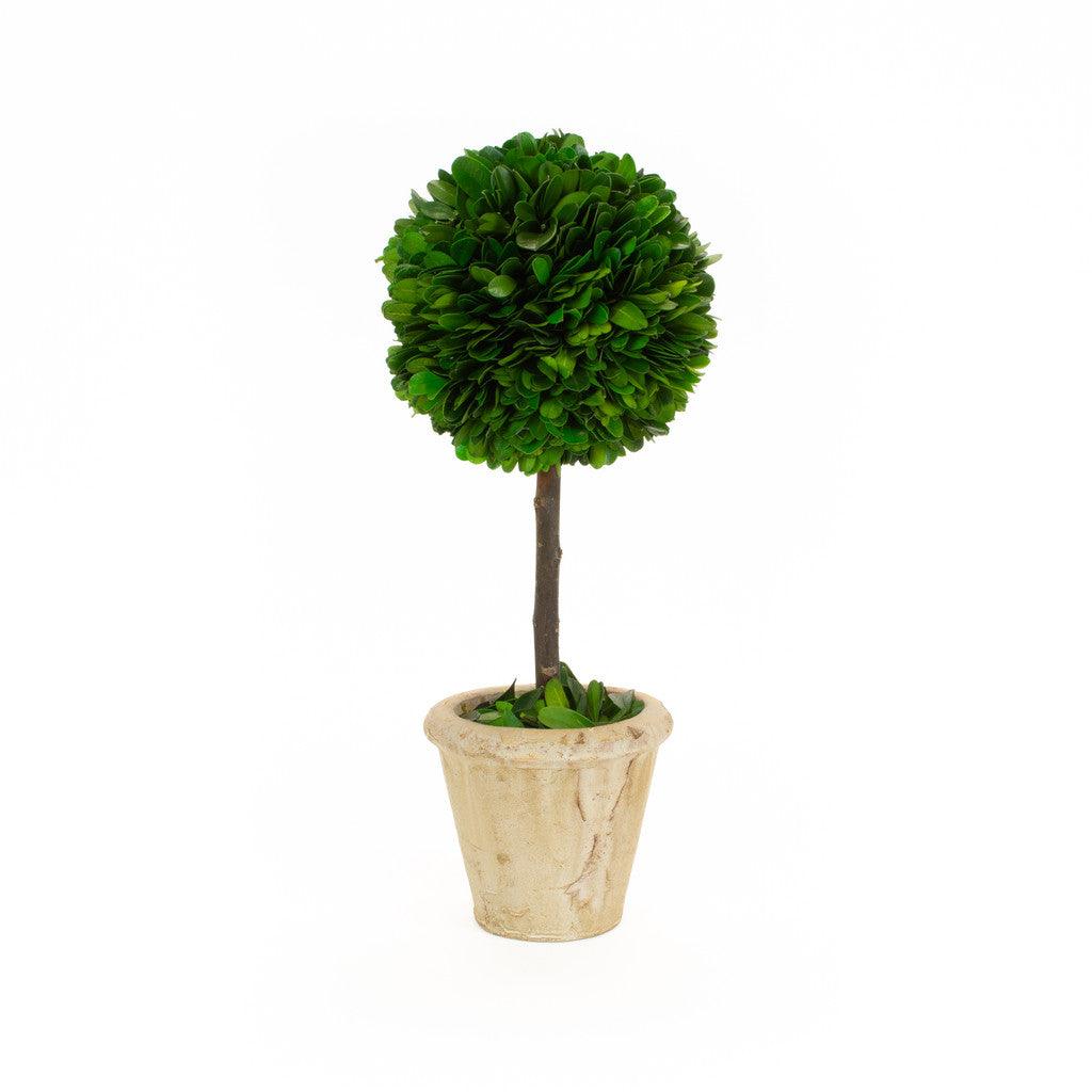 Preserved Boxwood Topiary Ball - SMALL - Sea Green Designs