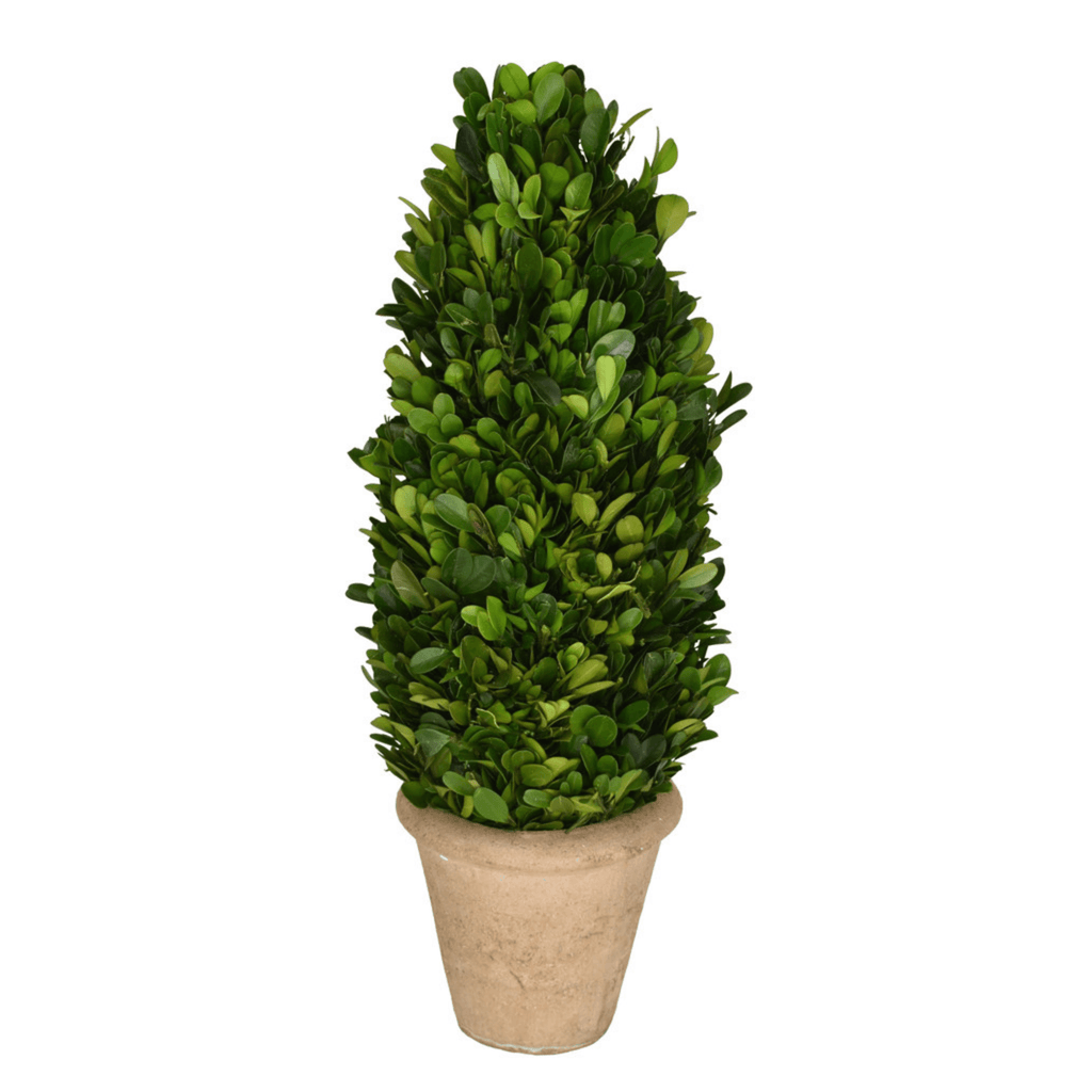 Preserved Boxwood Topiary Cone - Sea Green Designs