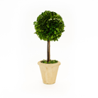 Preserved Boxwood Topiary - Single Ball - MED - Sea Green Designs