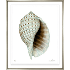 Shells 9 - Sea Green Designs