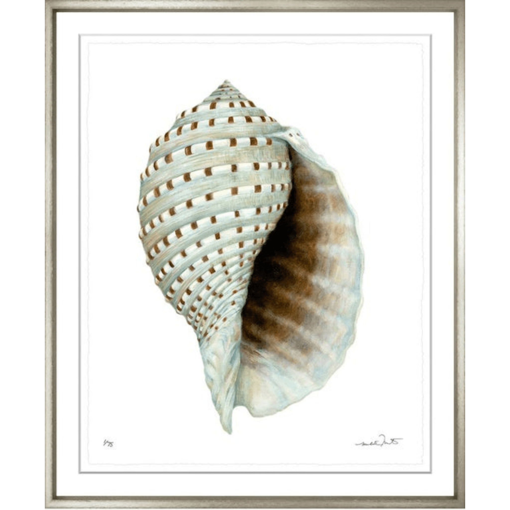 Shells 9 - Sea Green Designs
