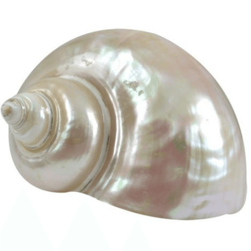 Turbo Shell | Pearl White - Sea Green Designs